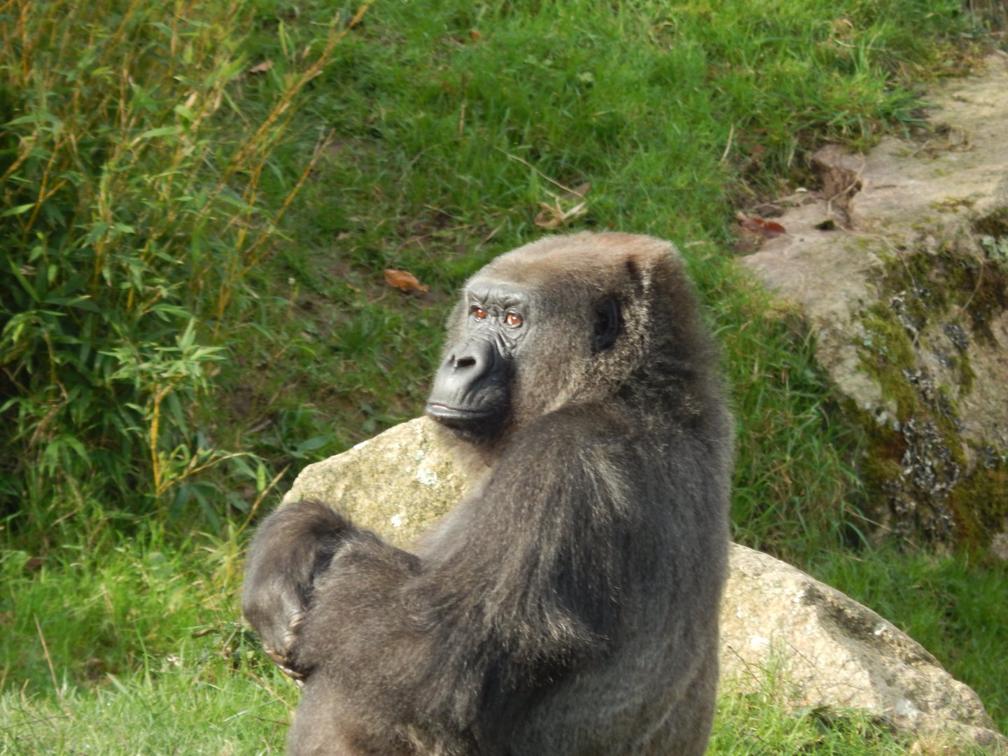 Jersey Zoo January 2019