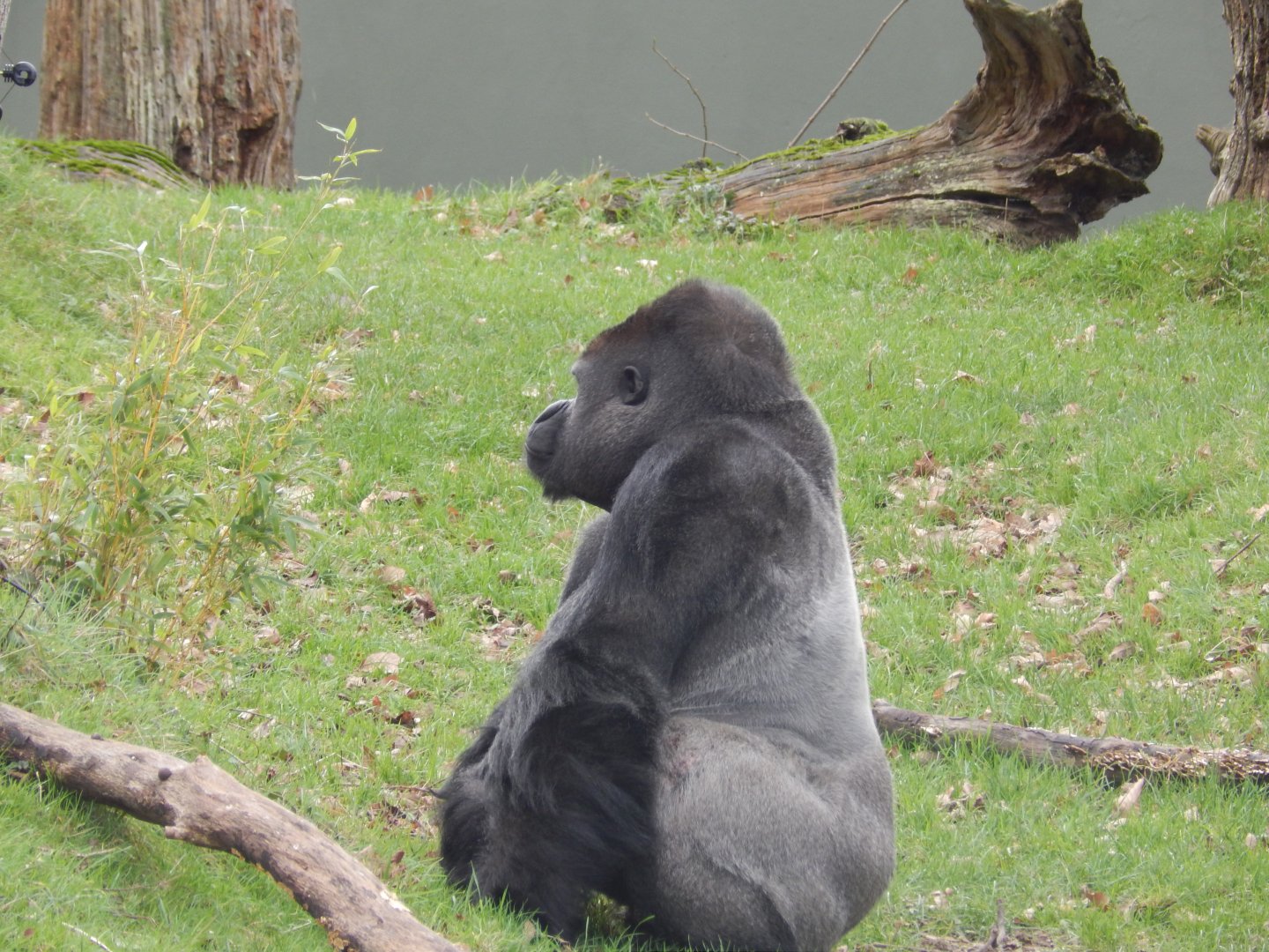 Jersey Zoo January 2019