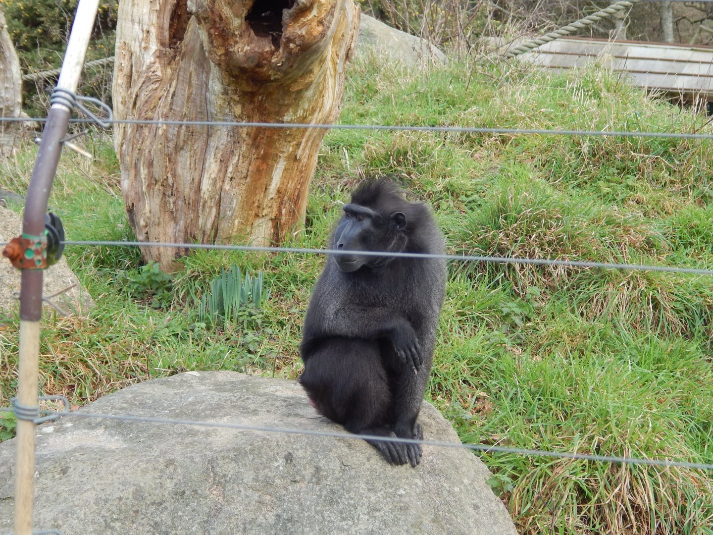 Jersey Zoo January 2019