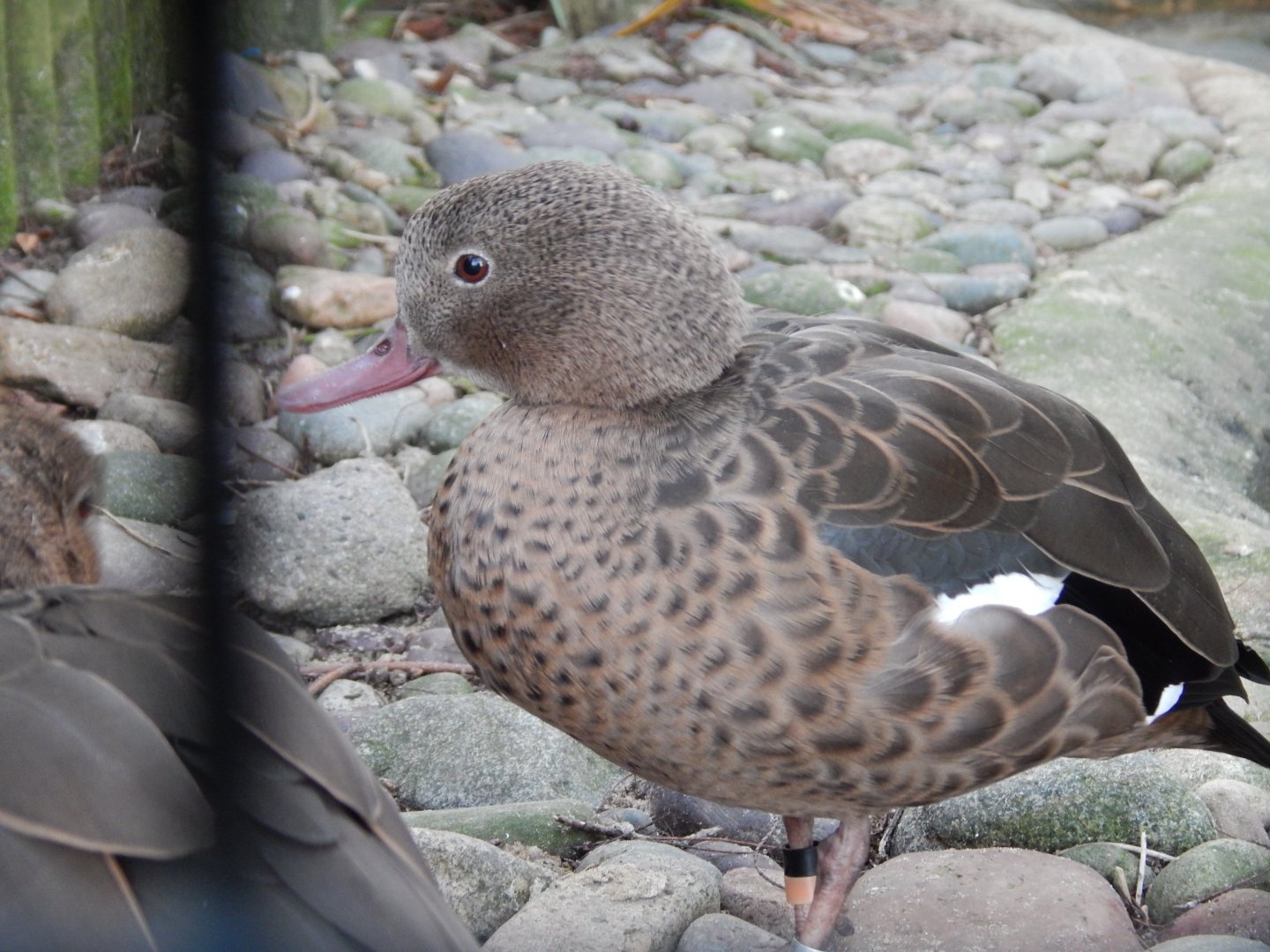 Jersey Zoo January 2019