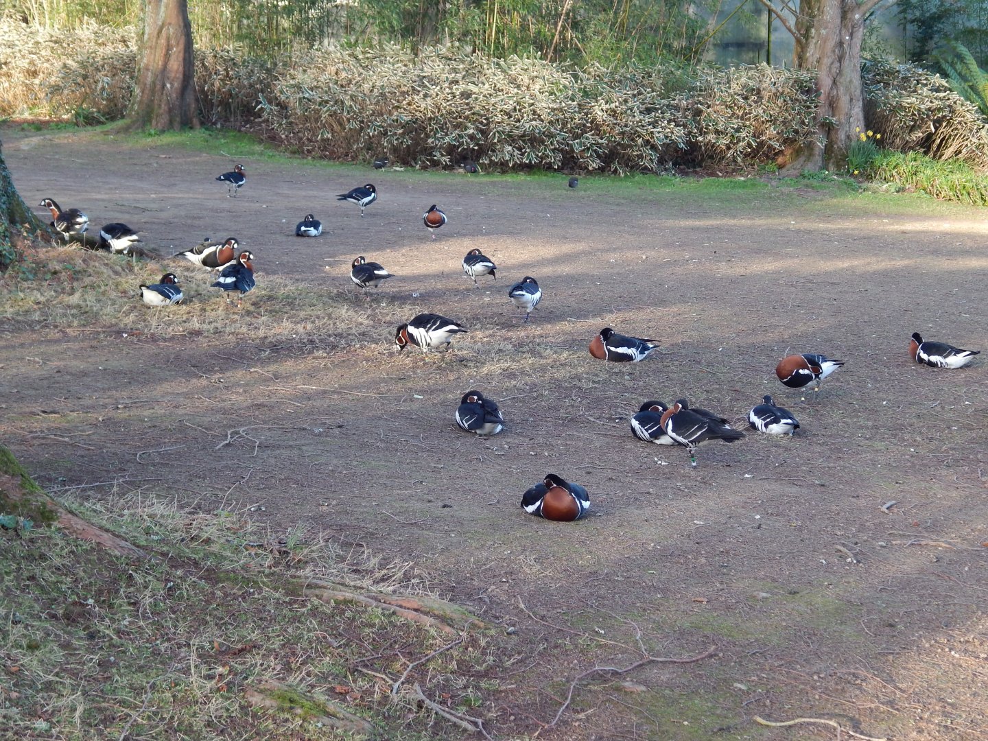 Jersey Zoo January 2019