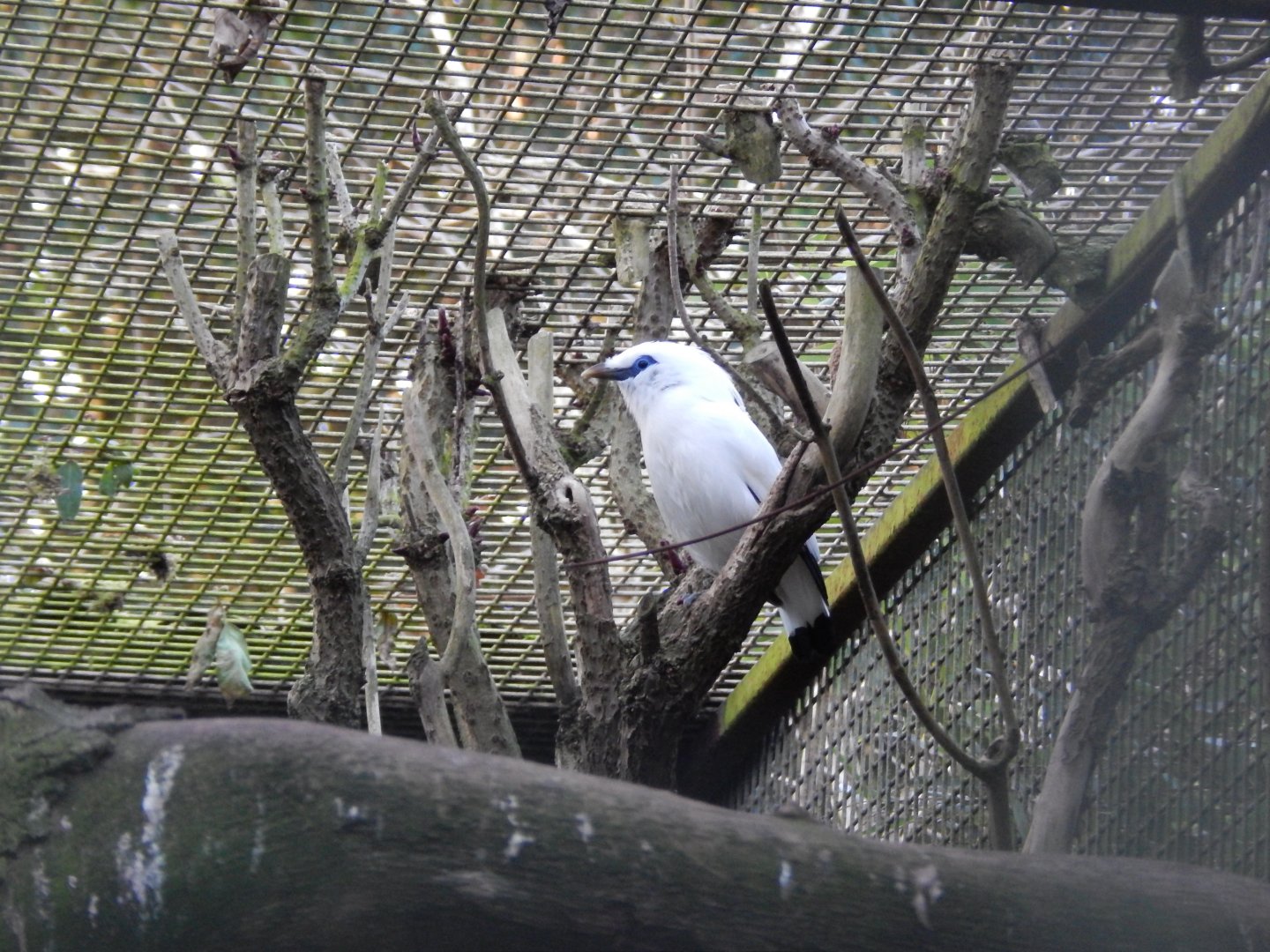 Jersey Zoo January 2019