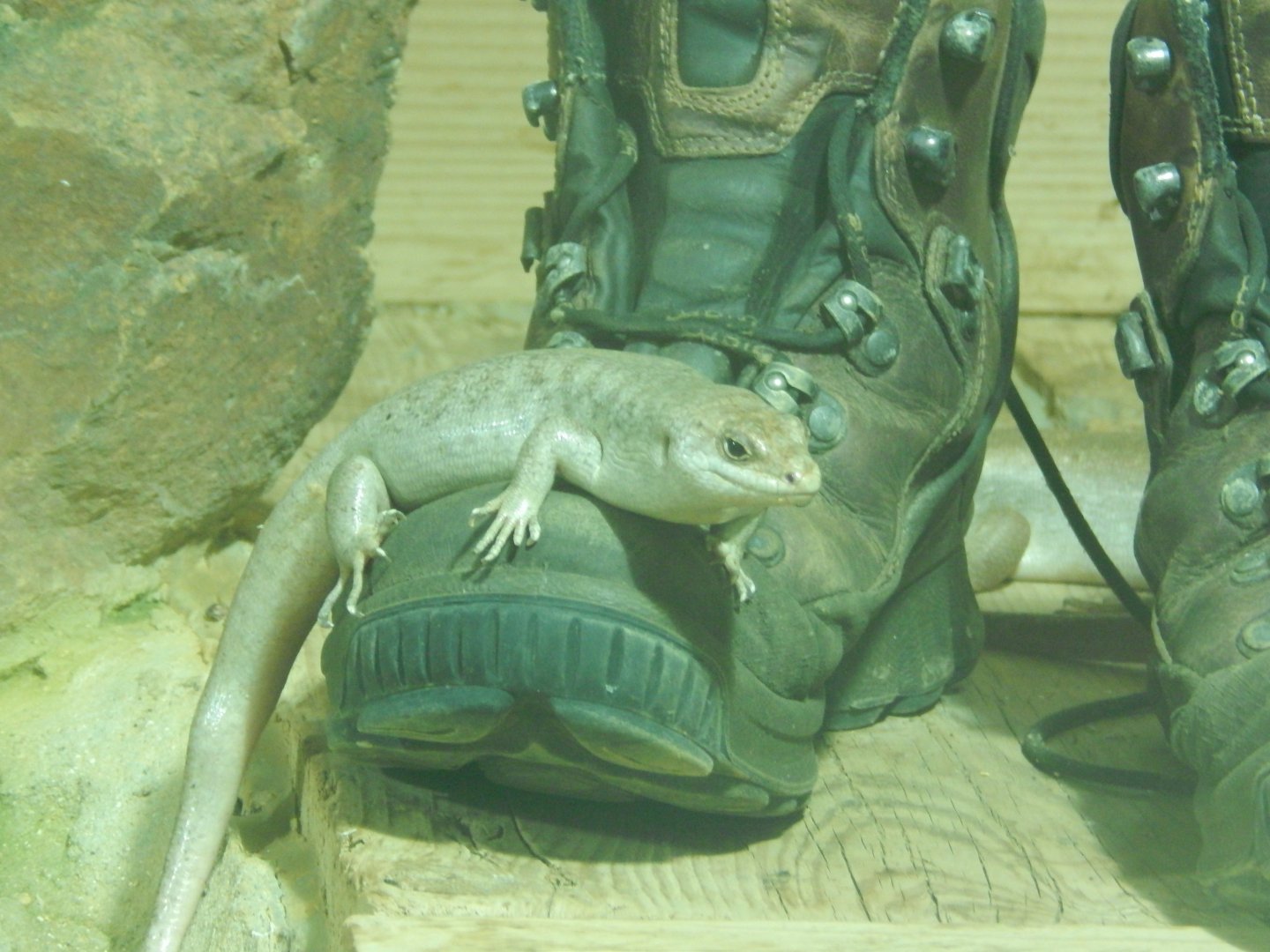 Jersey Zoo January 2019