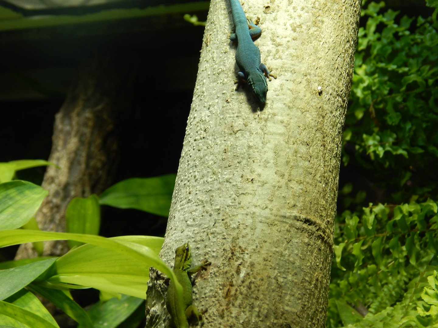 Jersey Zoo January 2019