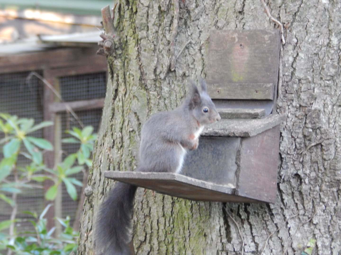 Jersey Zoo January 2019