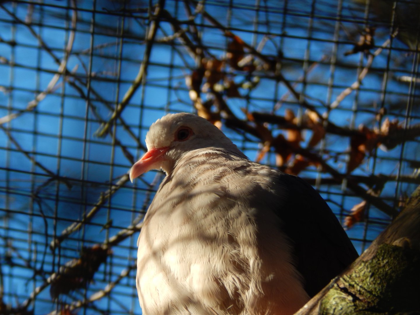 Jersey Zoo January 2019