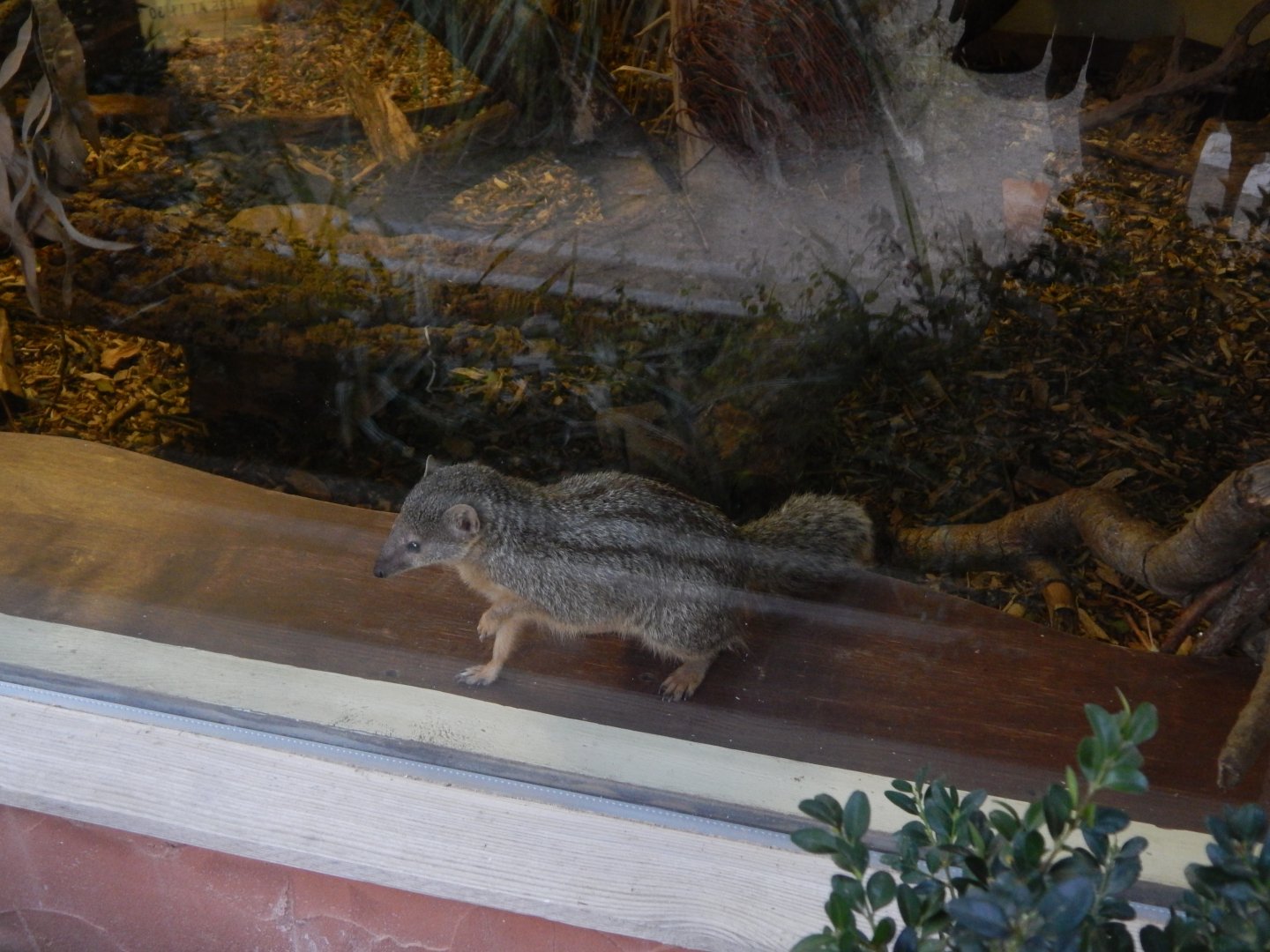 Jersey Zoo January 2019