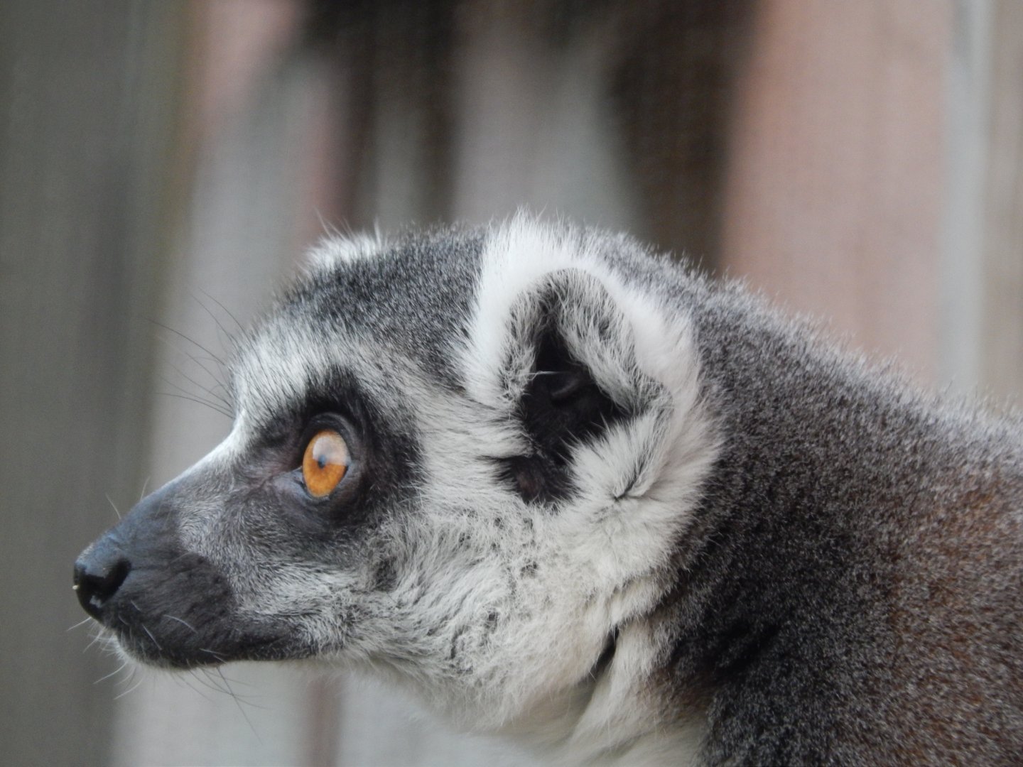 Jersey Zoo January 2019