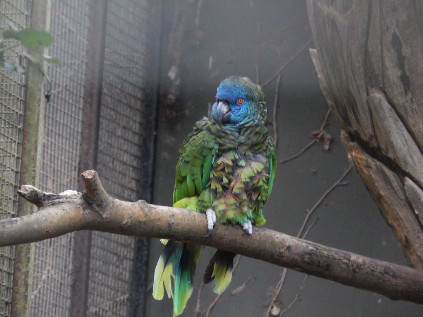 Jersey Zoo January 2019