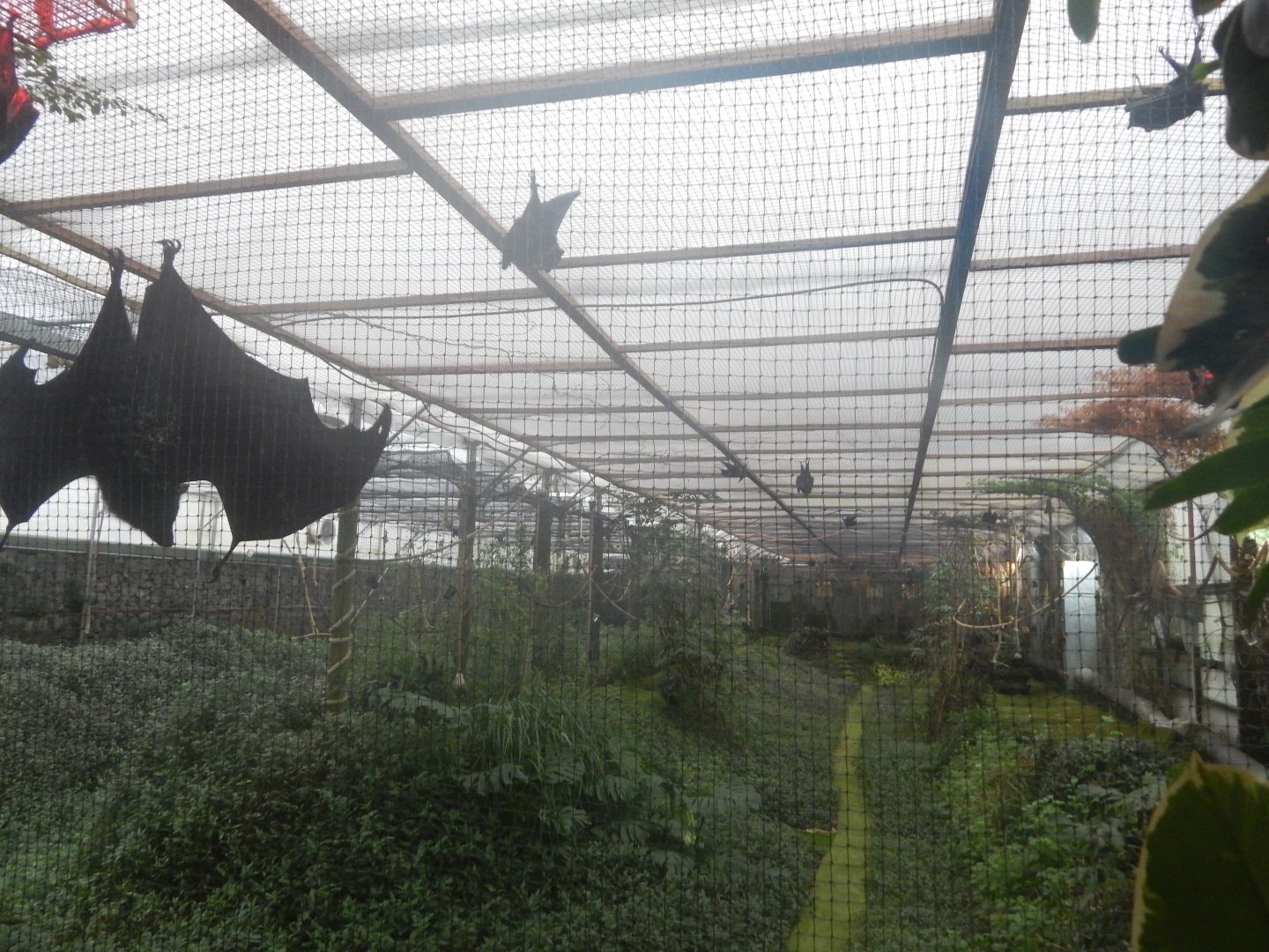 Jersey Zoo January 2019