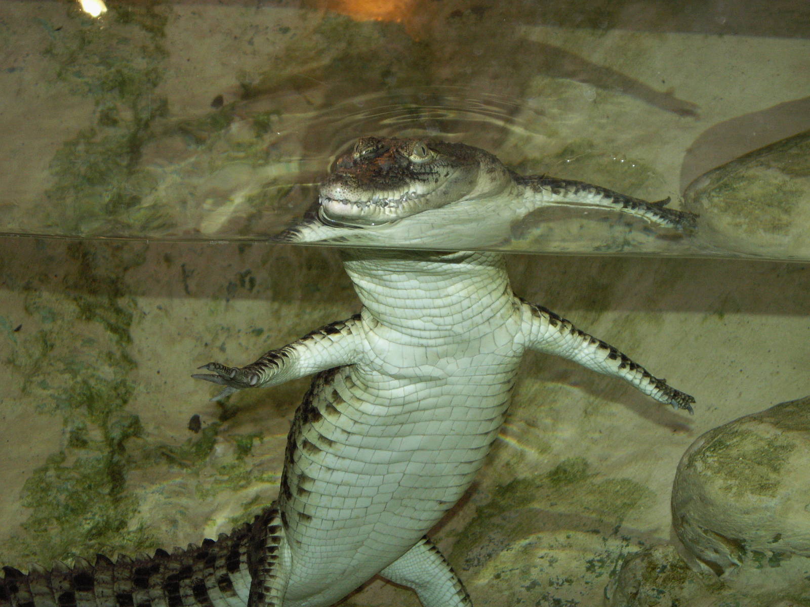 Jerusalem bibilcal zoo 2000-2008