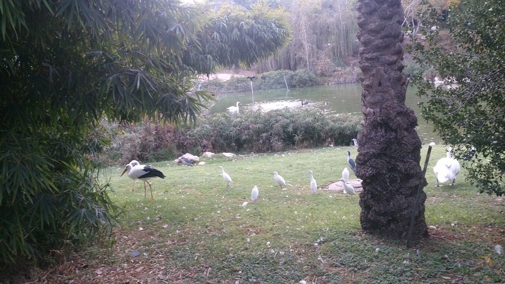 Jerusalem Biblical Zoo 23.11.13