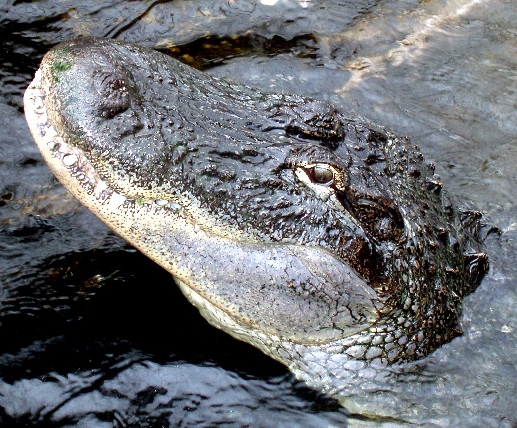 Jesperhus Junglezoo - Alligator