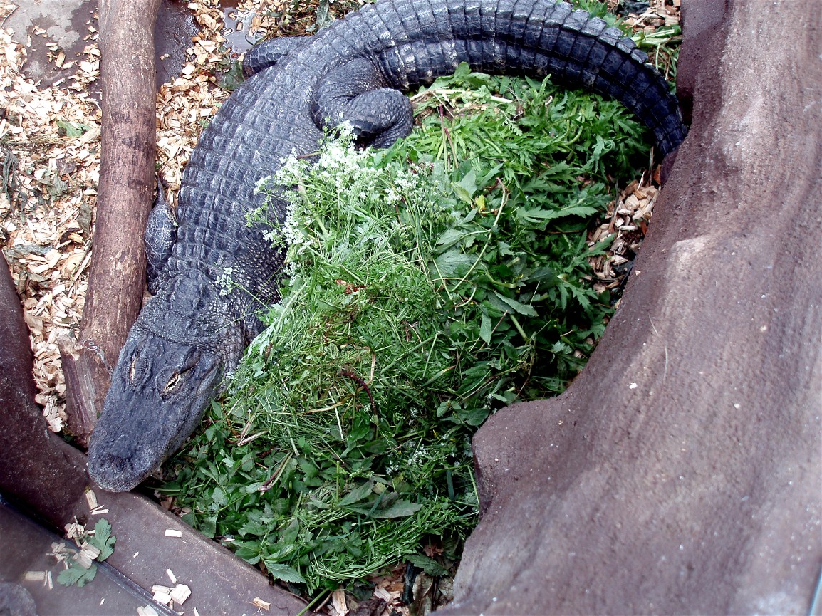 Jesperhus Junglezoo - Alligator