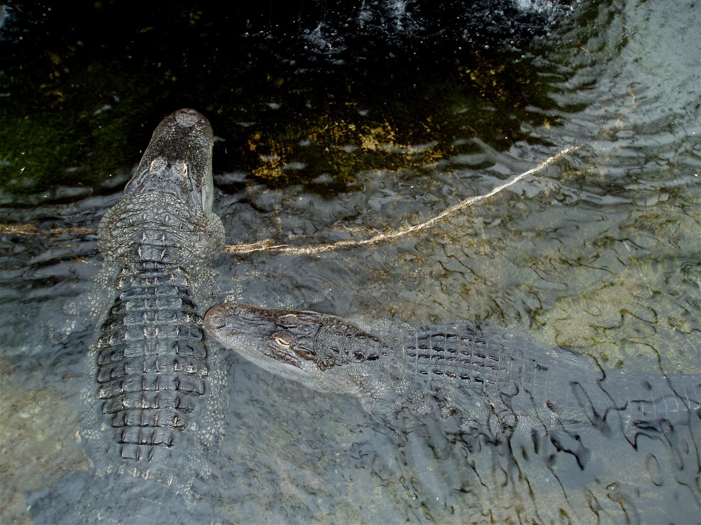 Jesperhus Junglezoo - Alligators