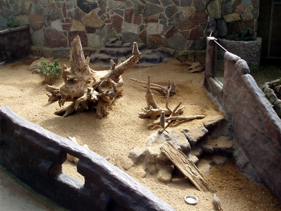 Jesperhus Junglezoo - Meerkat exhibit