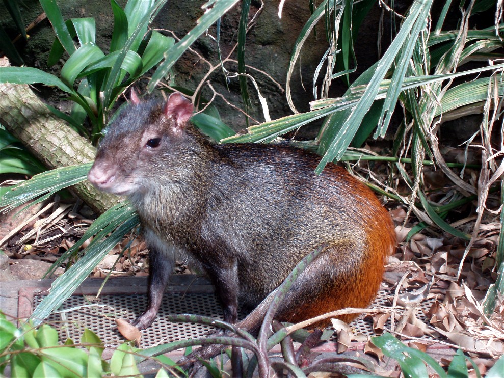 Jesperhus Junglezoo - Red agouti