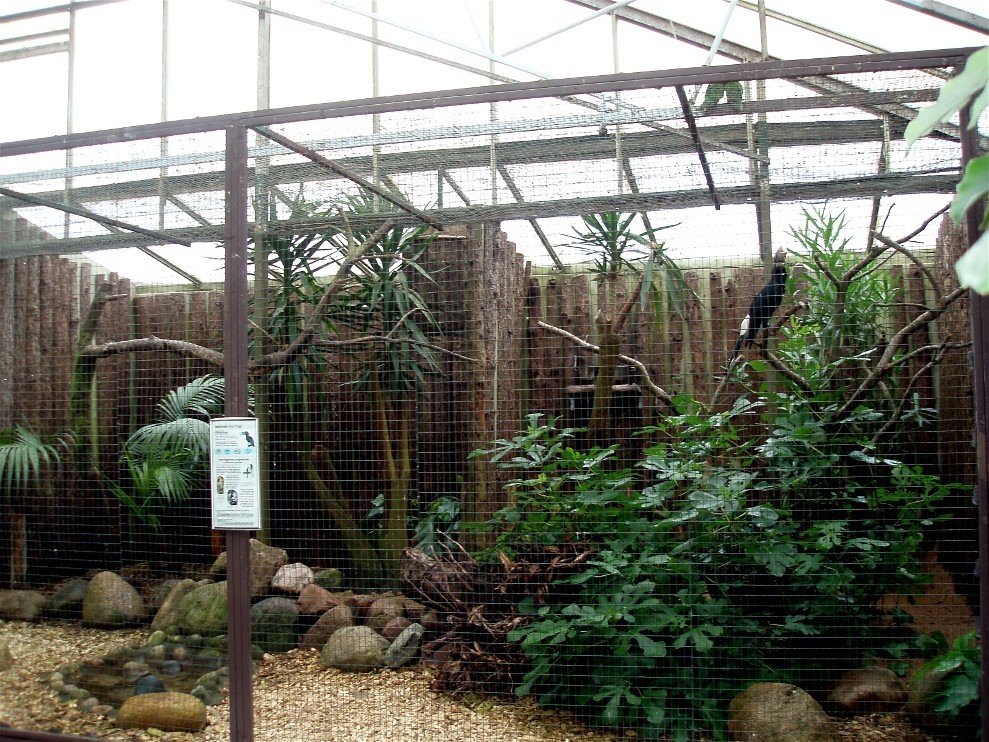Jesperhus Junglezoo - Silvery hornbills aviary
