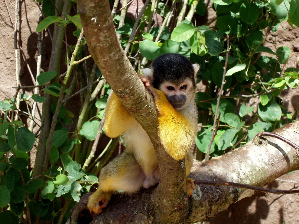 Jesperhus Junglezoo - Squirrel monkey