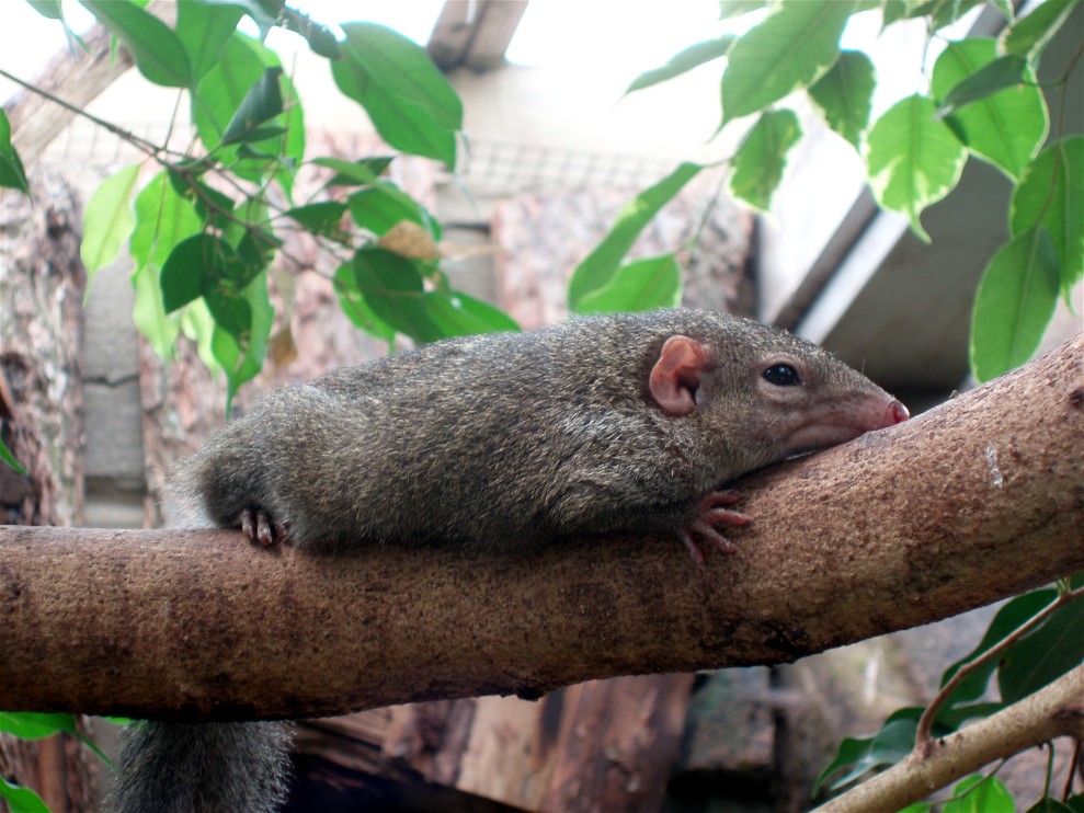 Jesperhus Junglezoo - Tupaia