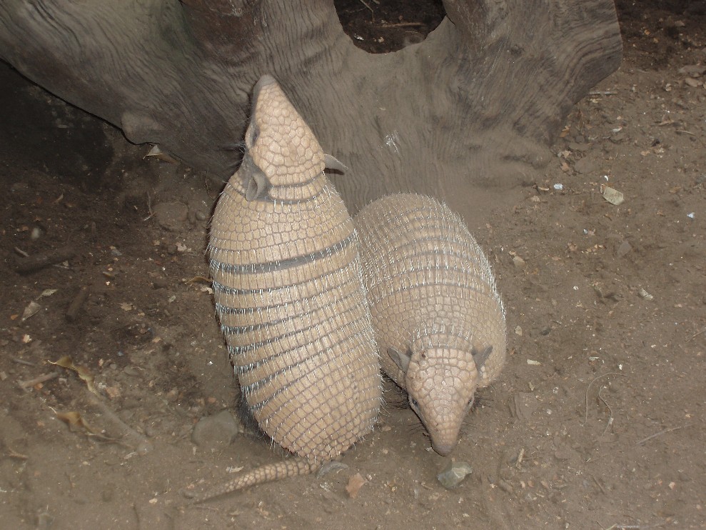 Jesperhus Junglezoo - Yellow armadillos