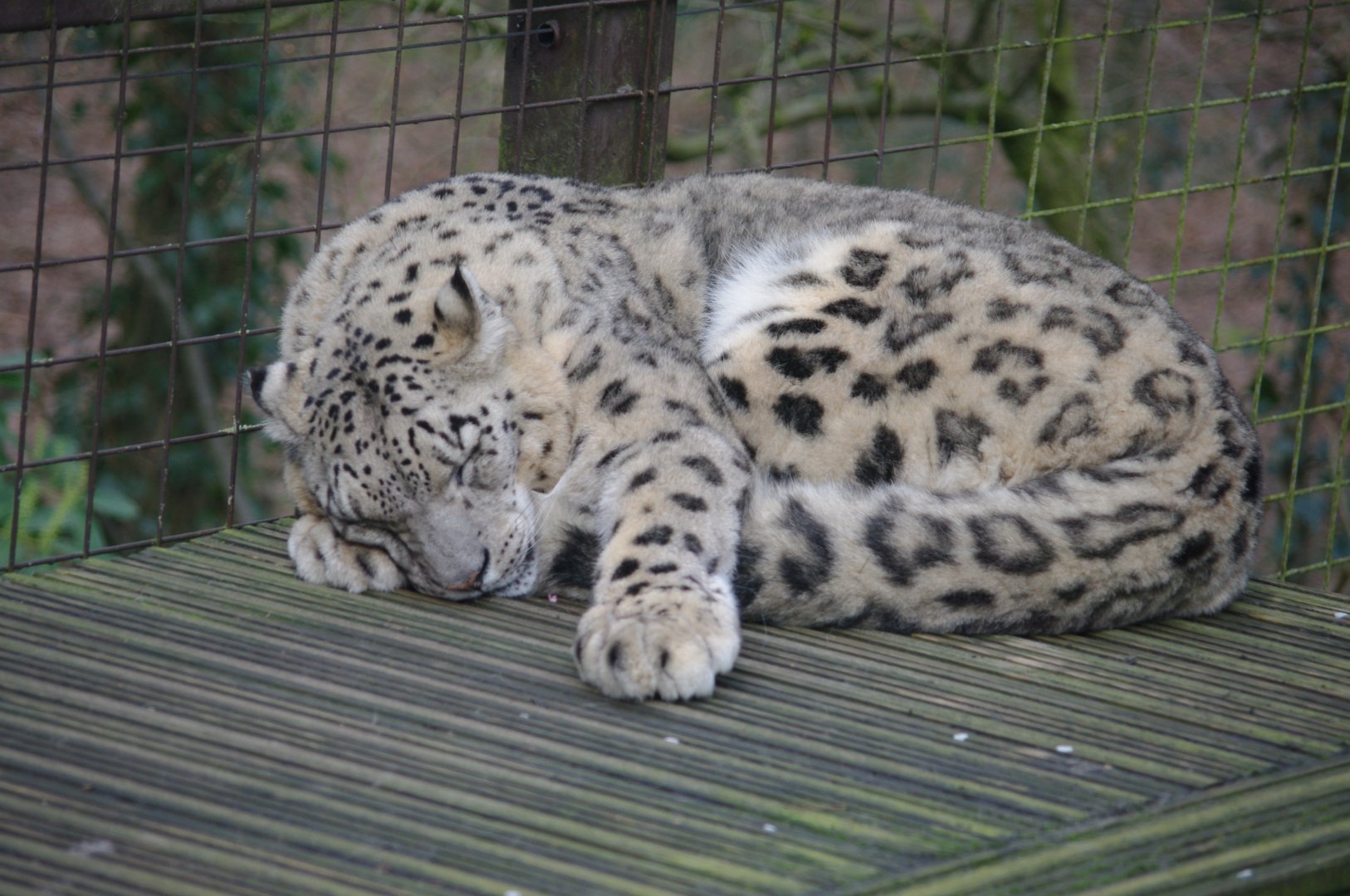 Jessie- Snow Leopard- 23/2/2024