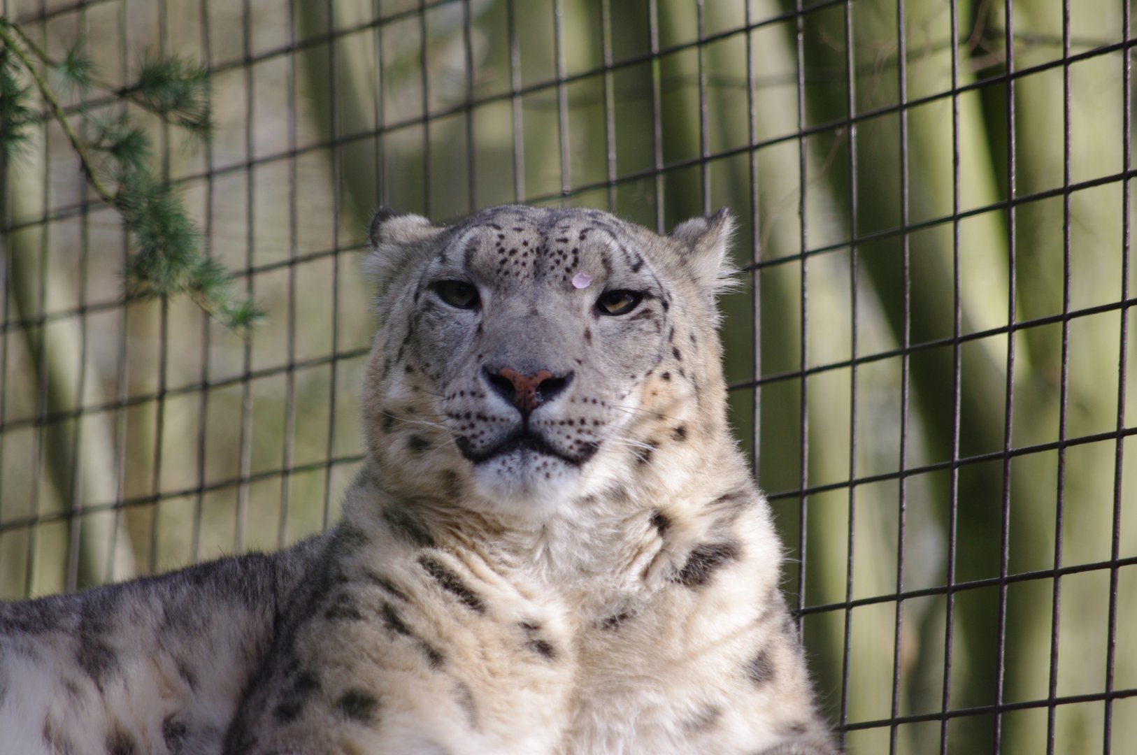 Jessie- Snow leopard- 23/2/2024