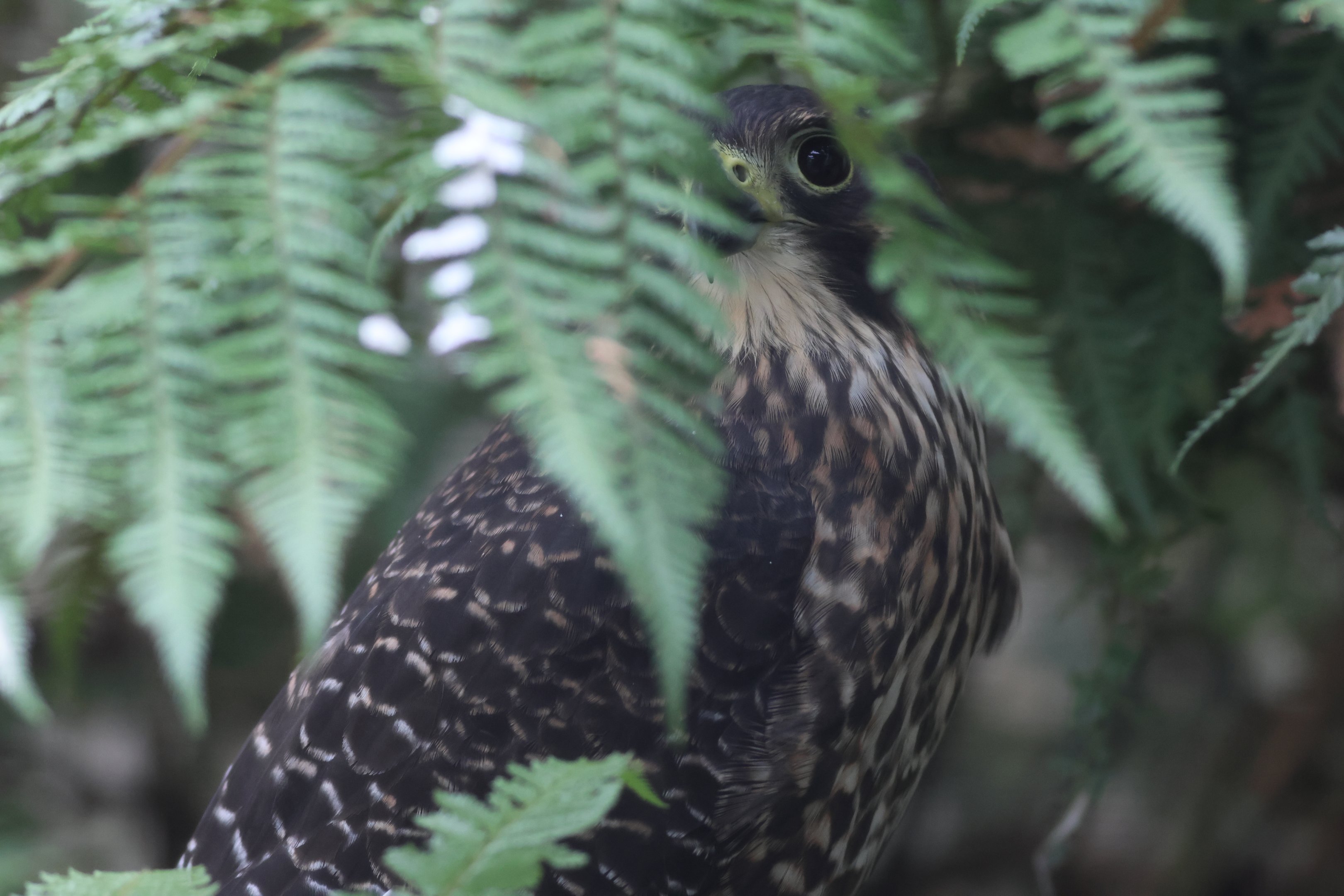 Jet the Kārearea (Falco novaeseelandiae), Kārearea Falcon Trust (Blenheim)
