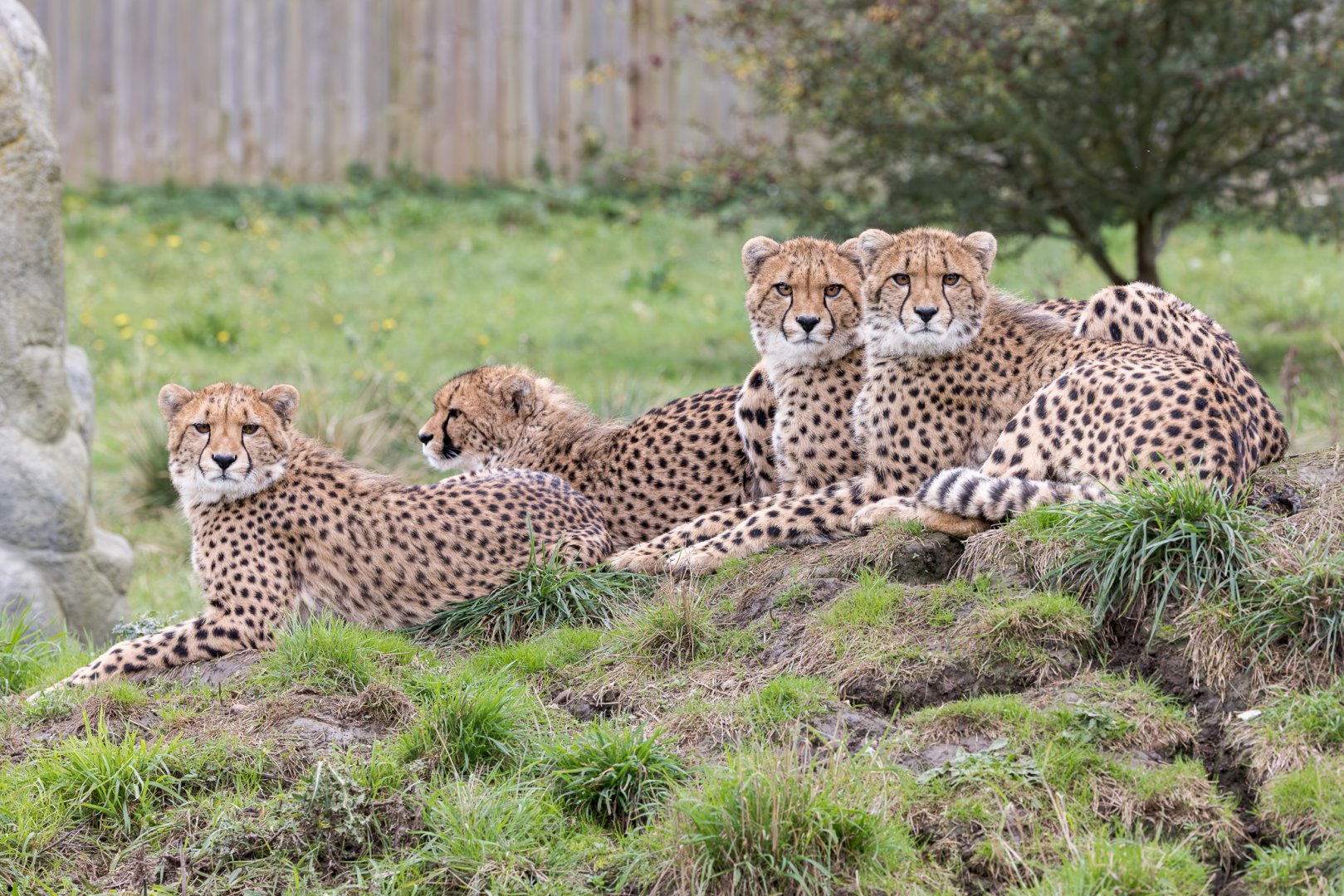 Jetts' 4 cubs / Hamerton / 23-10-24