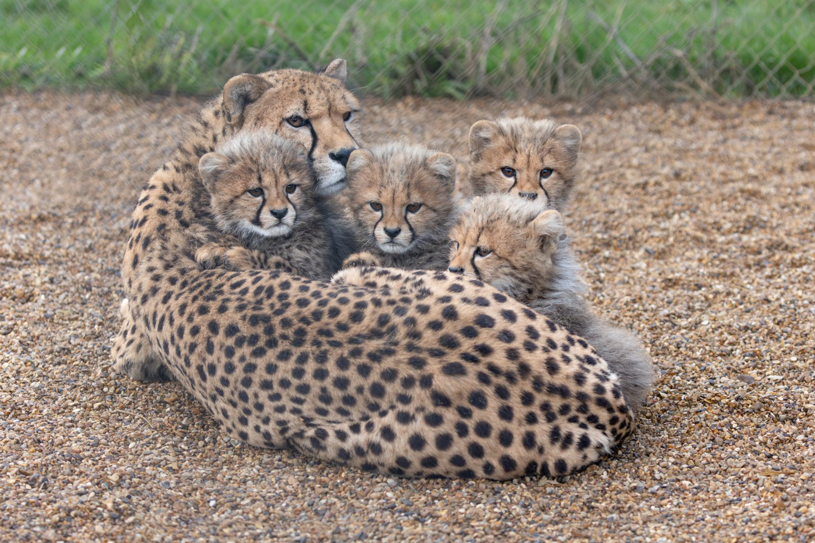 Jetts and her 4 cubs / Hamerton / 3-1-24