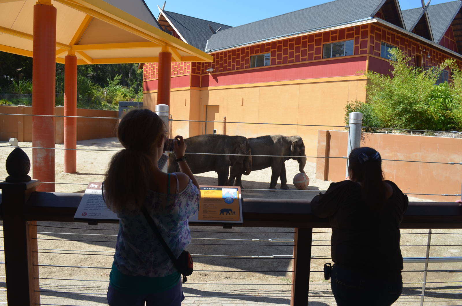 Jewel and Tina - Elephants of Thailand Yard