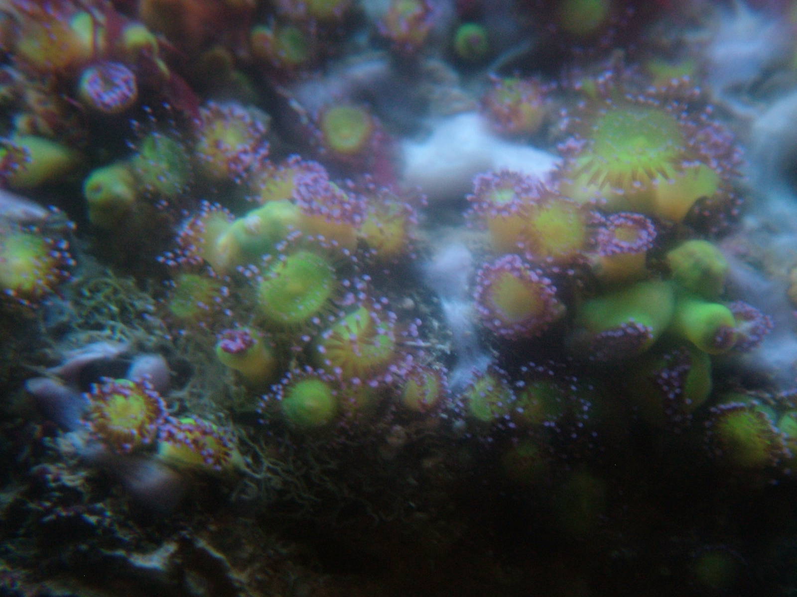 Jewel Anemones at Vasco da Gama Aquarium, 25/05/11