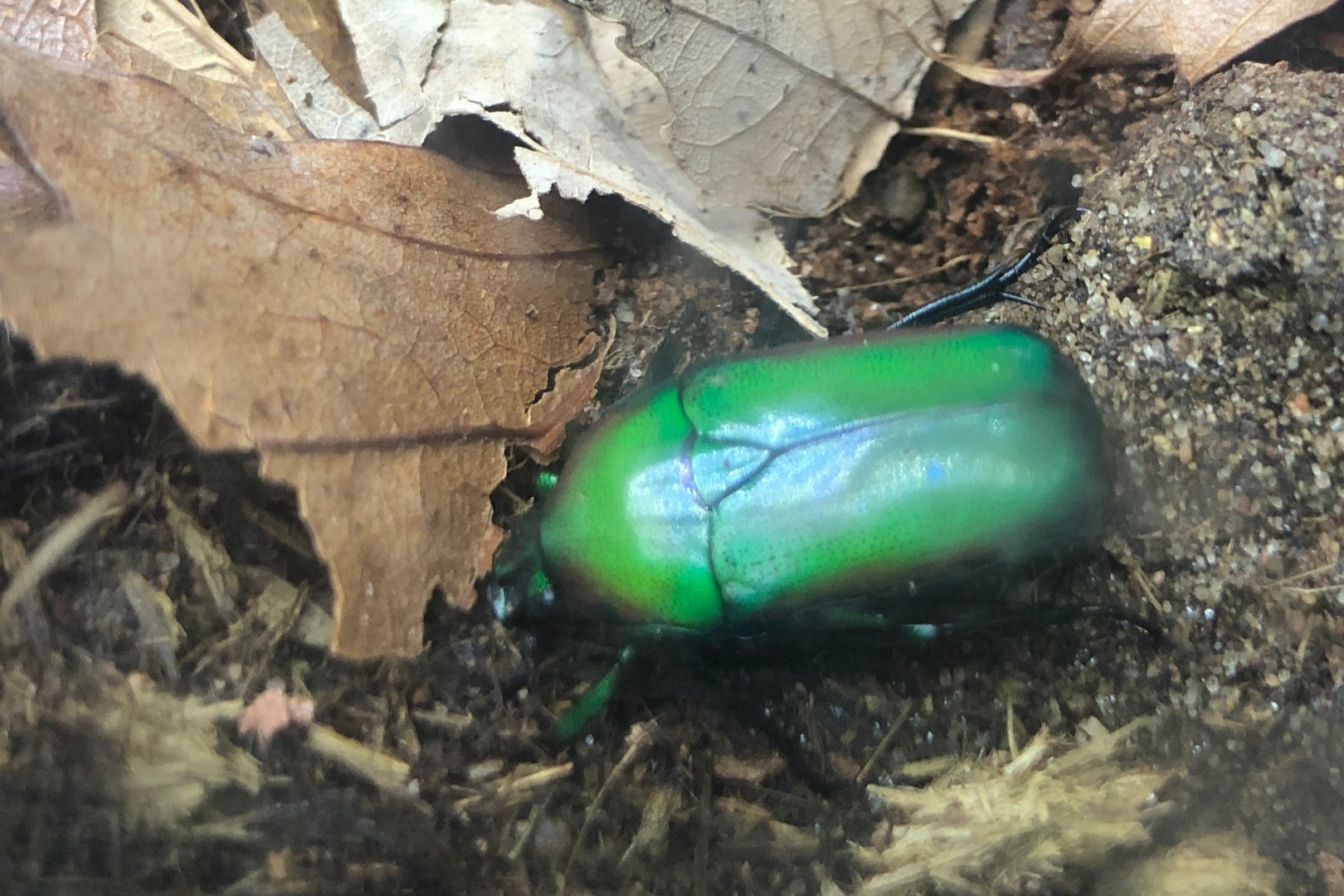 Jewel Beetle