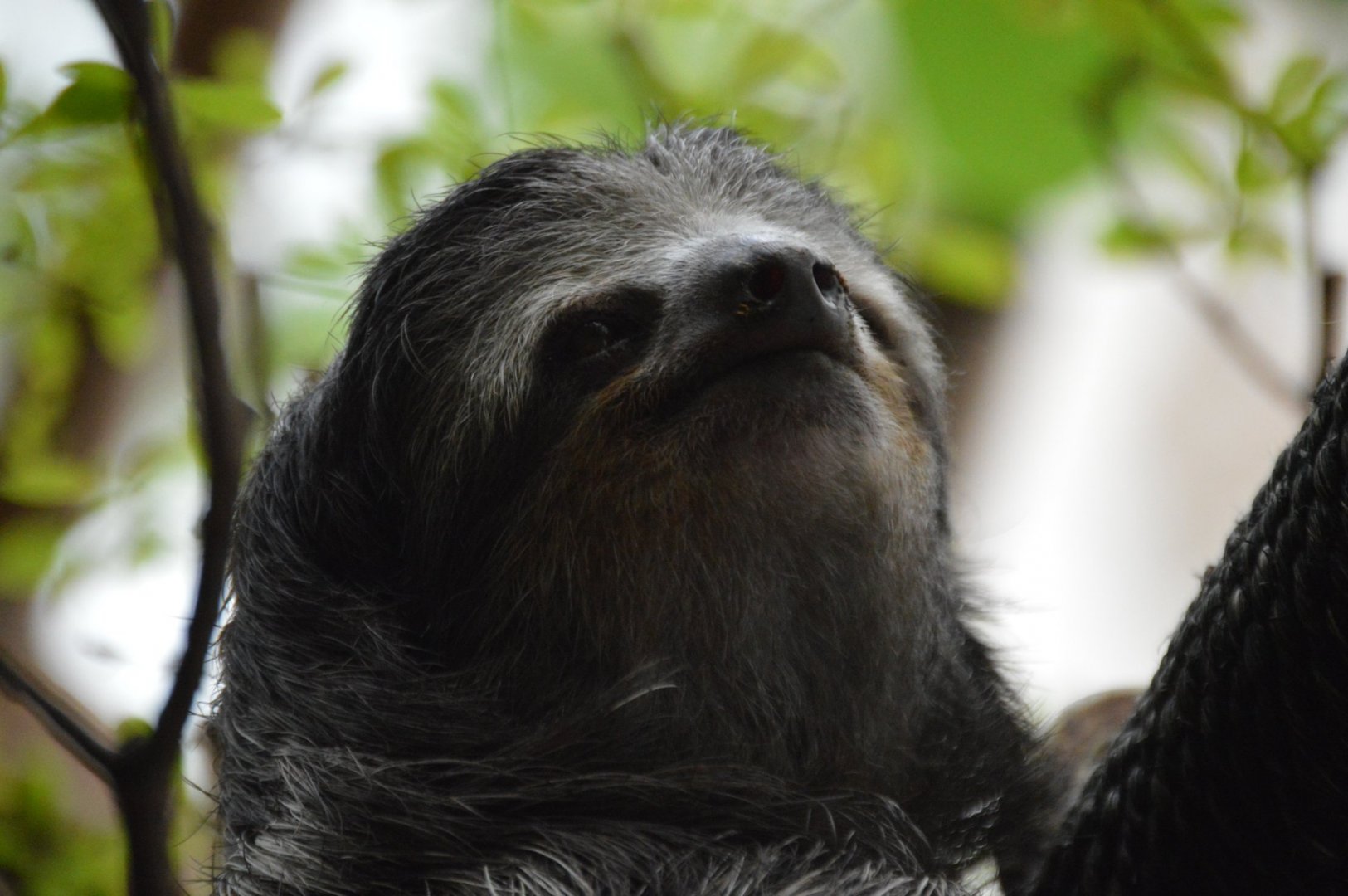 Jewel, Bradypus variegatus ephippiger