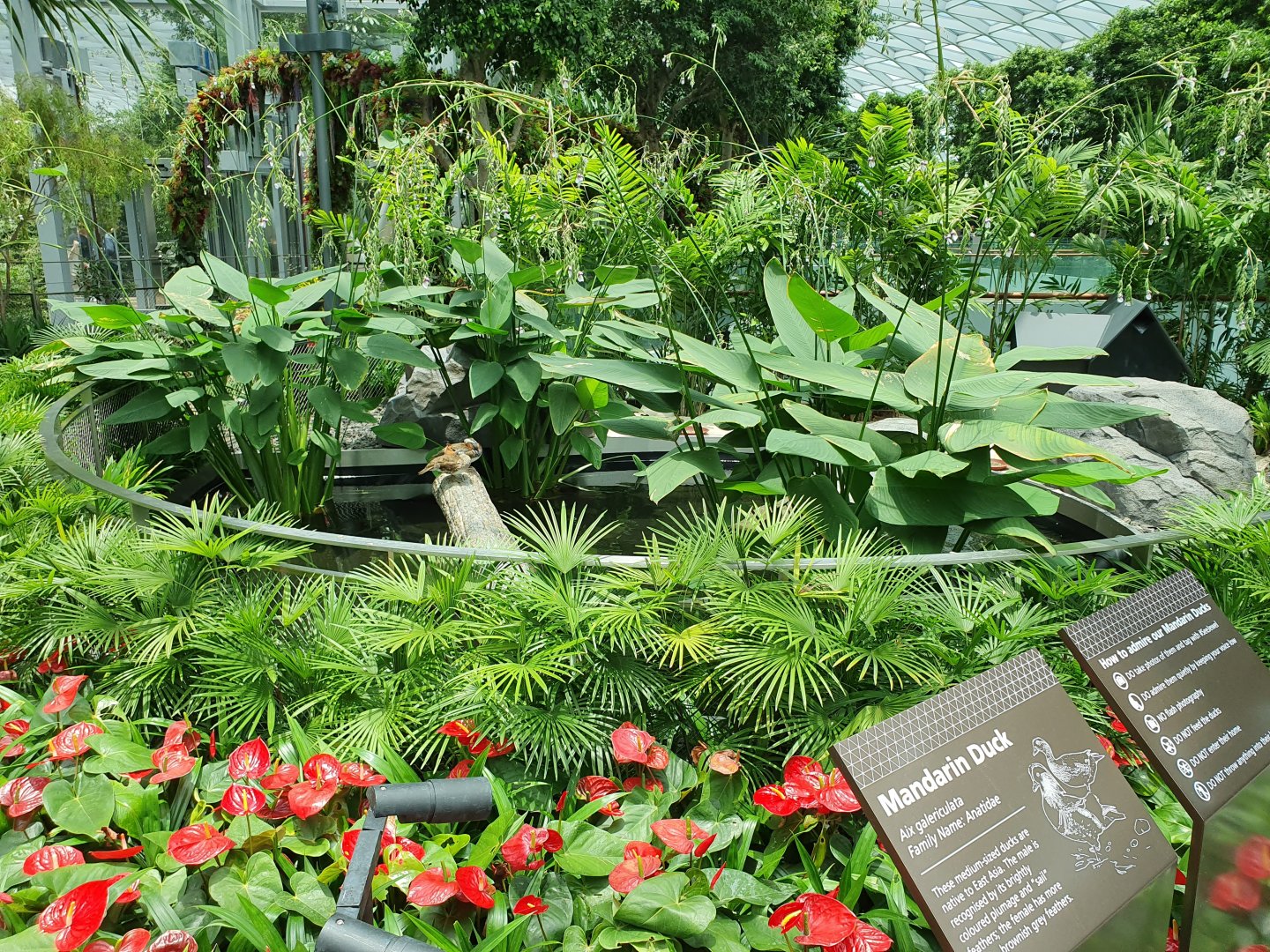 Jewel Changi Airport - Mandarin Ducks