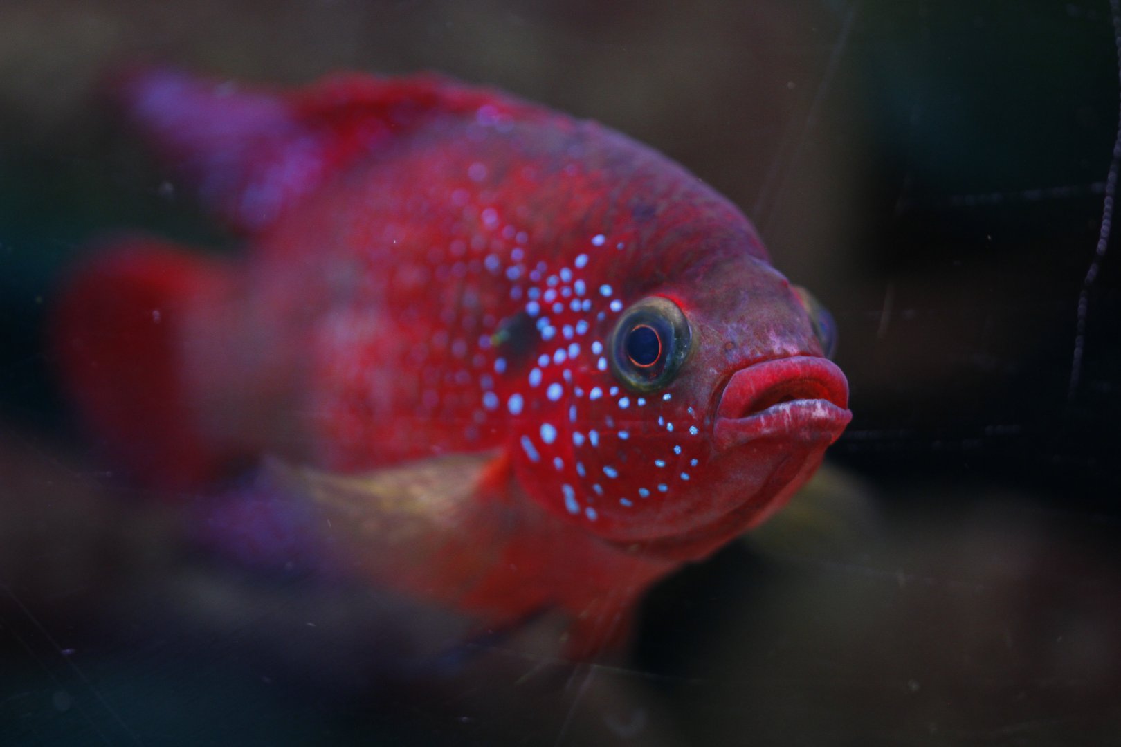 Jewel cichlid (Hemichromis bimaculatus)