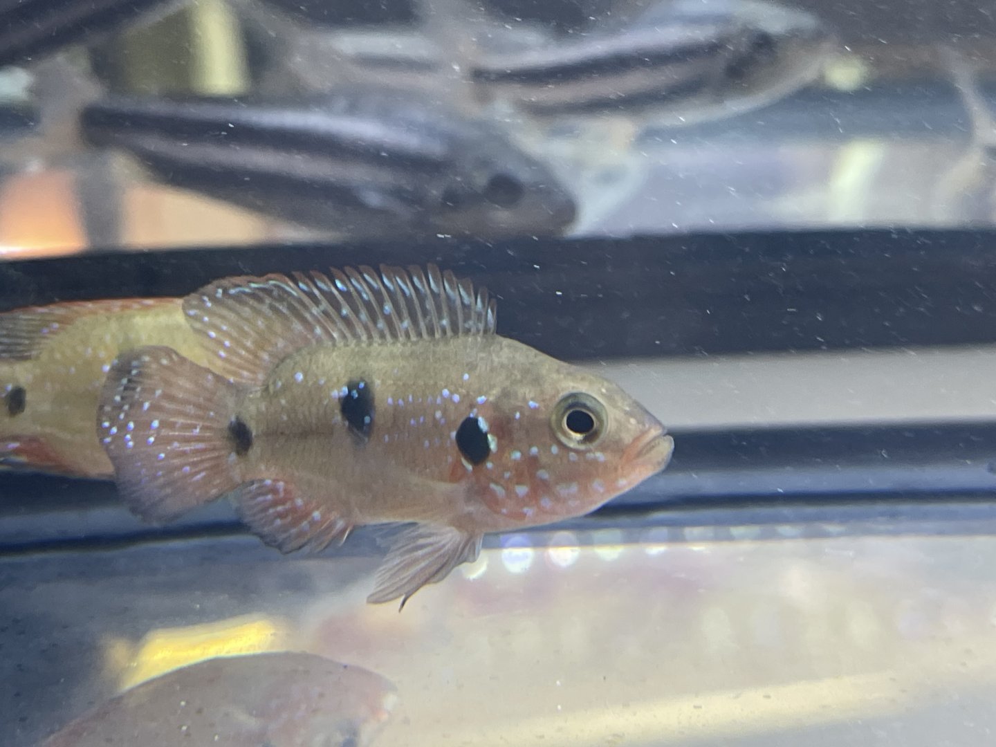 jewel cichlid (hemichromis sp.)