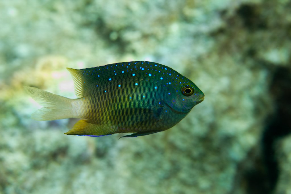 Jewel Damsel (Plectroglyphididon lacrymatus)