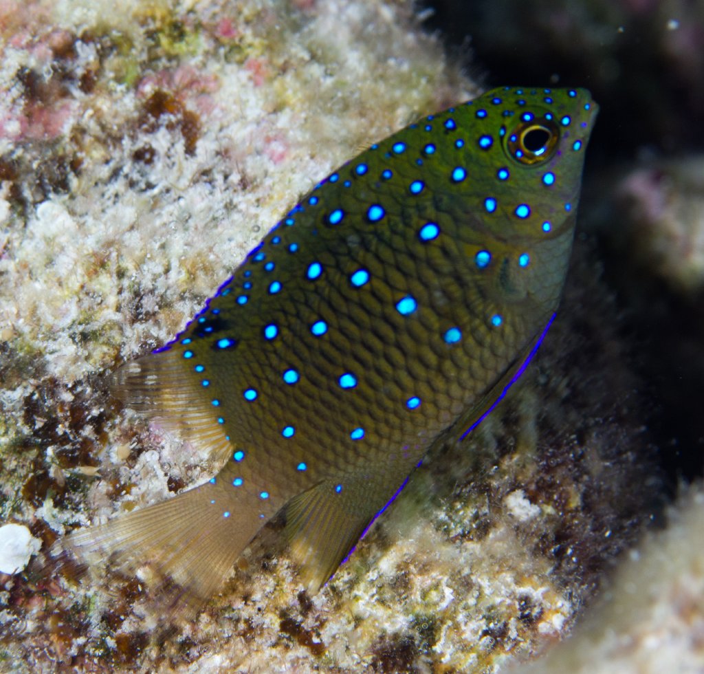 Jewel Damsel (Plectroglyphididon lacrymatus)