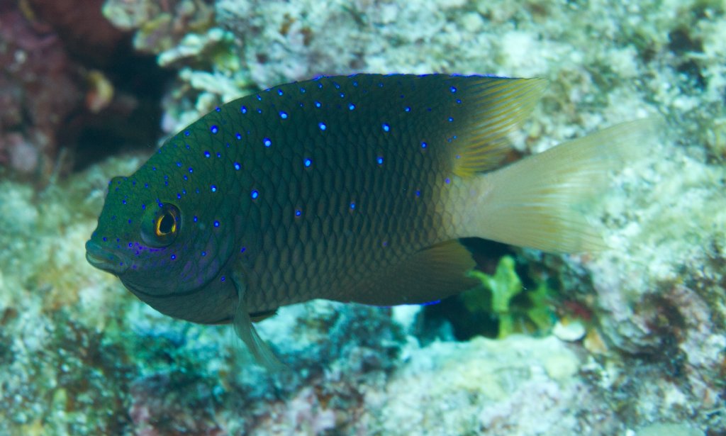 Jewel Damsel (Plectroglyphidodon lacrymatus)