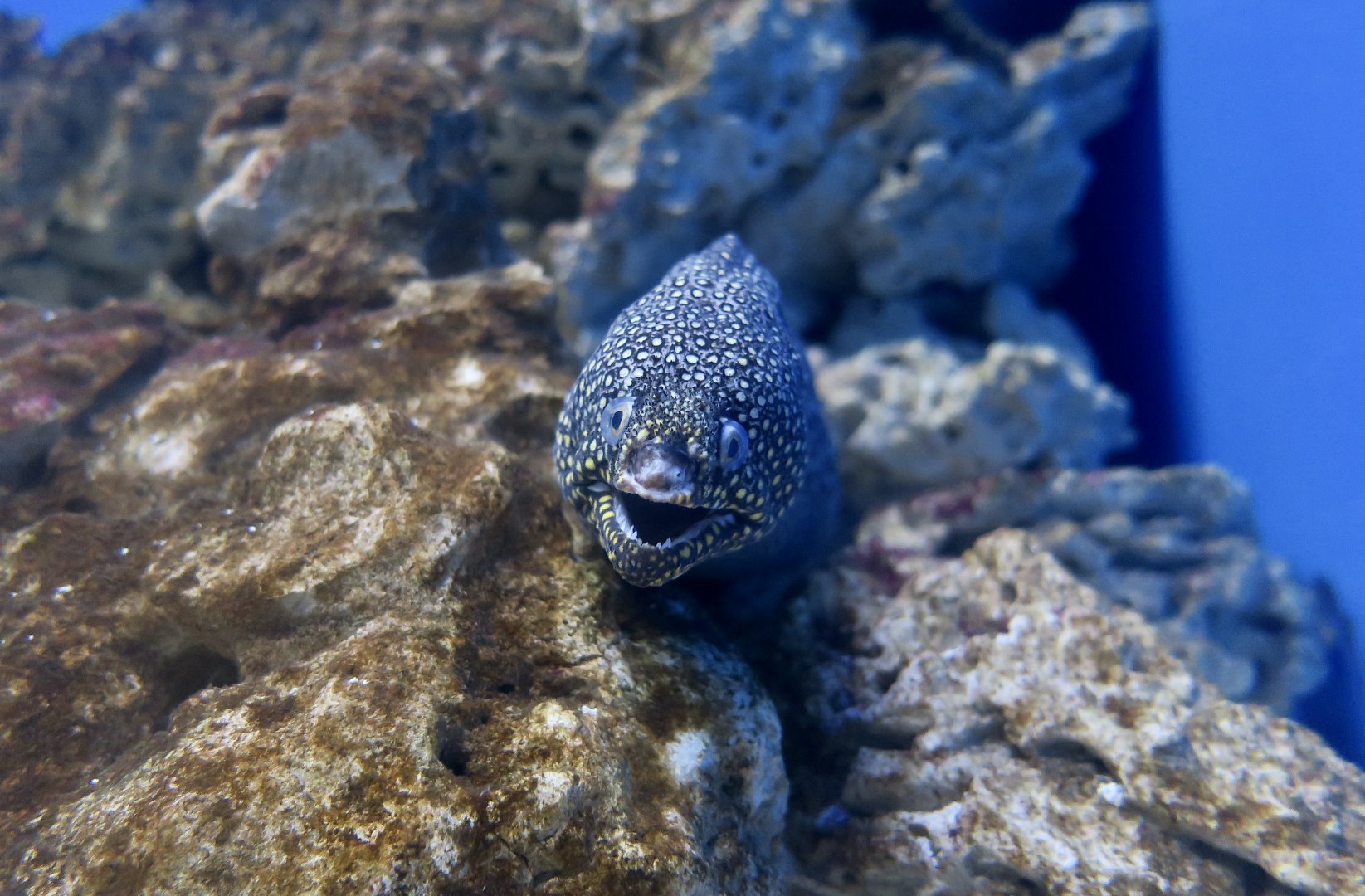 Jewel Moray (Muraena lentiginosa)