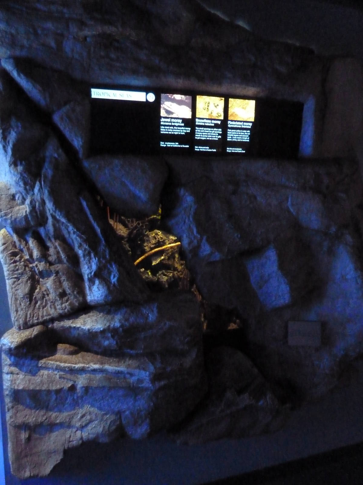 Jewel Moray/Snowflake Moray/Fimbriated Moray Eel Exhibit