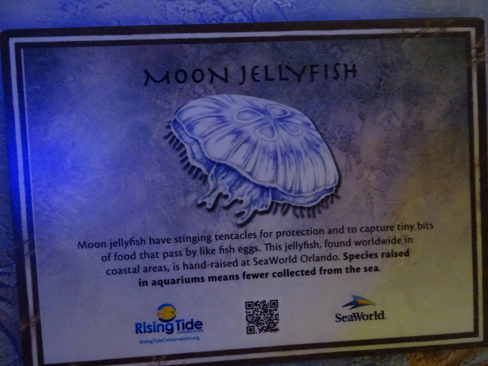Jewel of the Sea Aquarium Sign Example at SeaWorld Orlando
