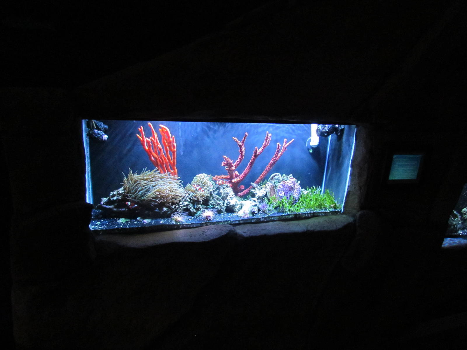Jewel Tank
