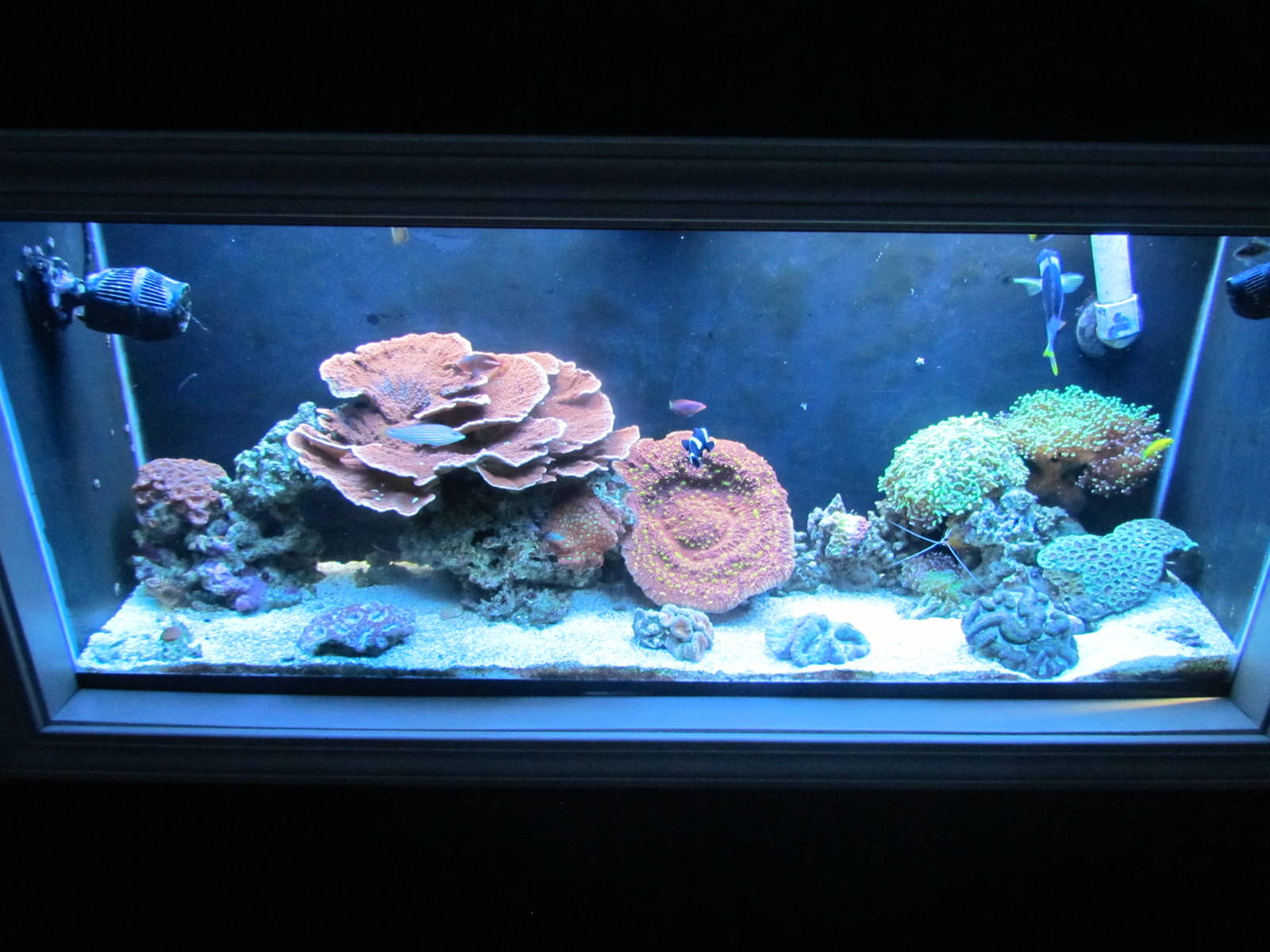 Jewel Tank
