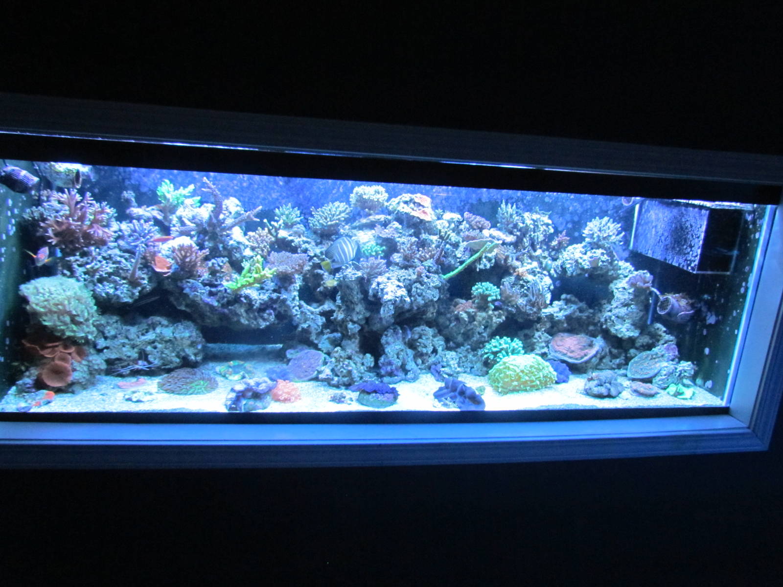 Jewel Tank
