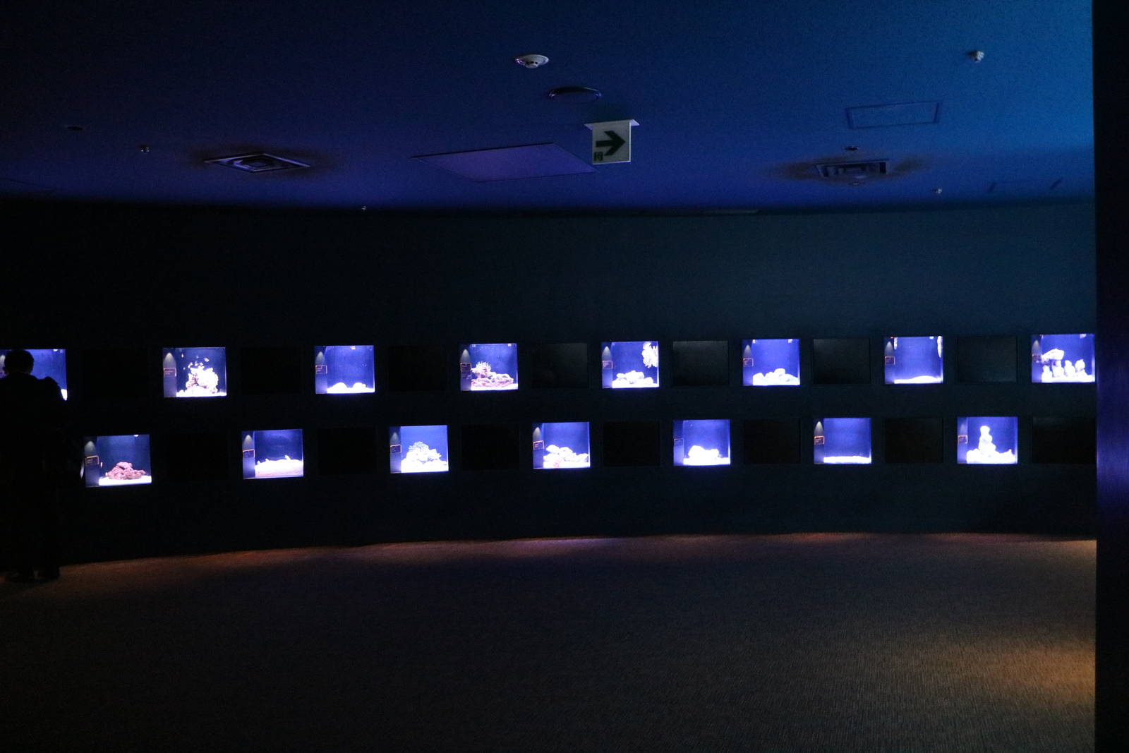 Jewel tanks for weird and wonderful species - Sumida Aquarium, February 201