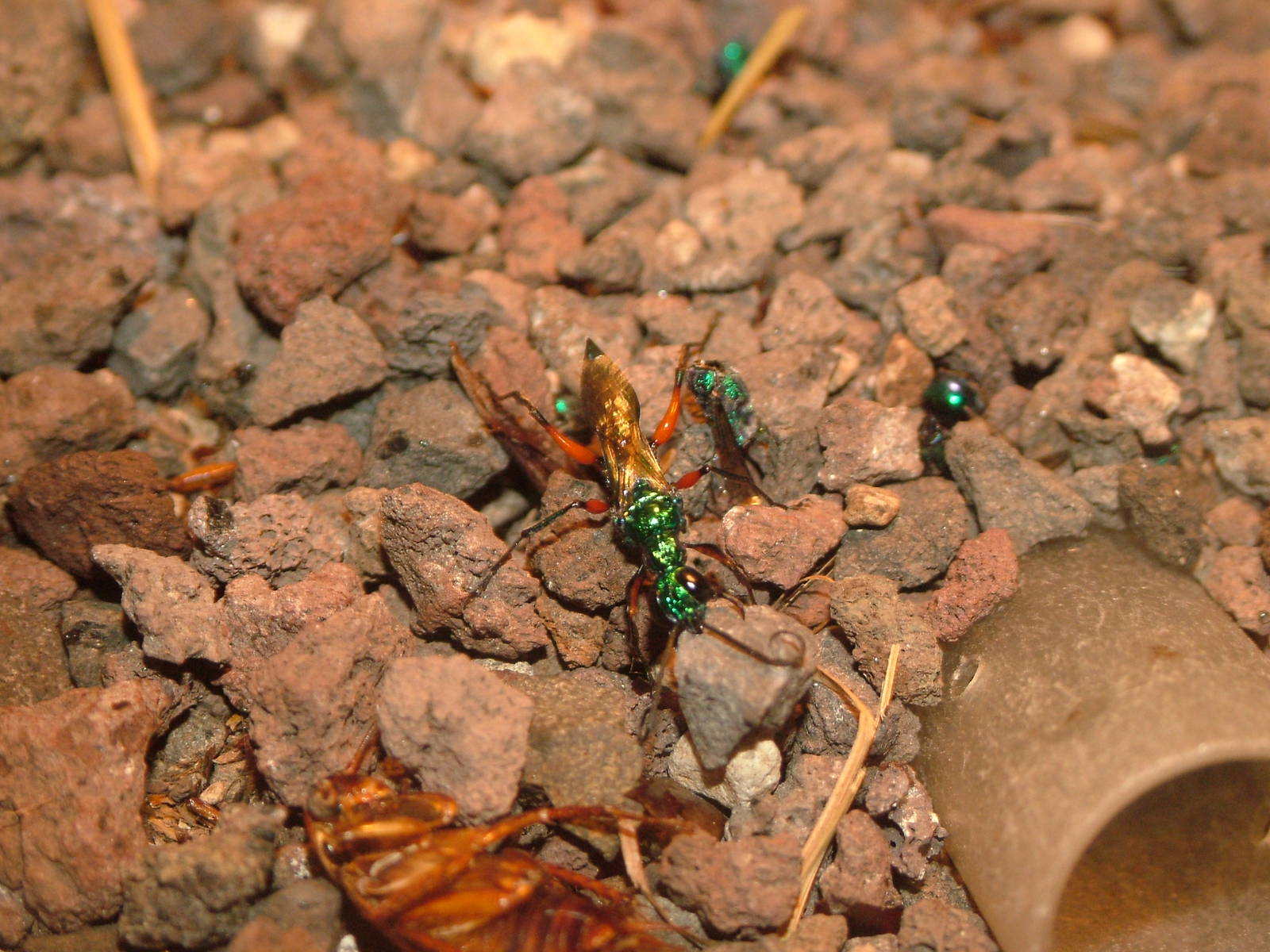Jewel Wasp at Wilhelma, Stuttgart 02/09/10
