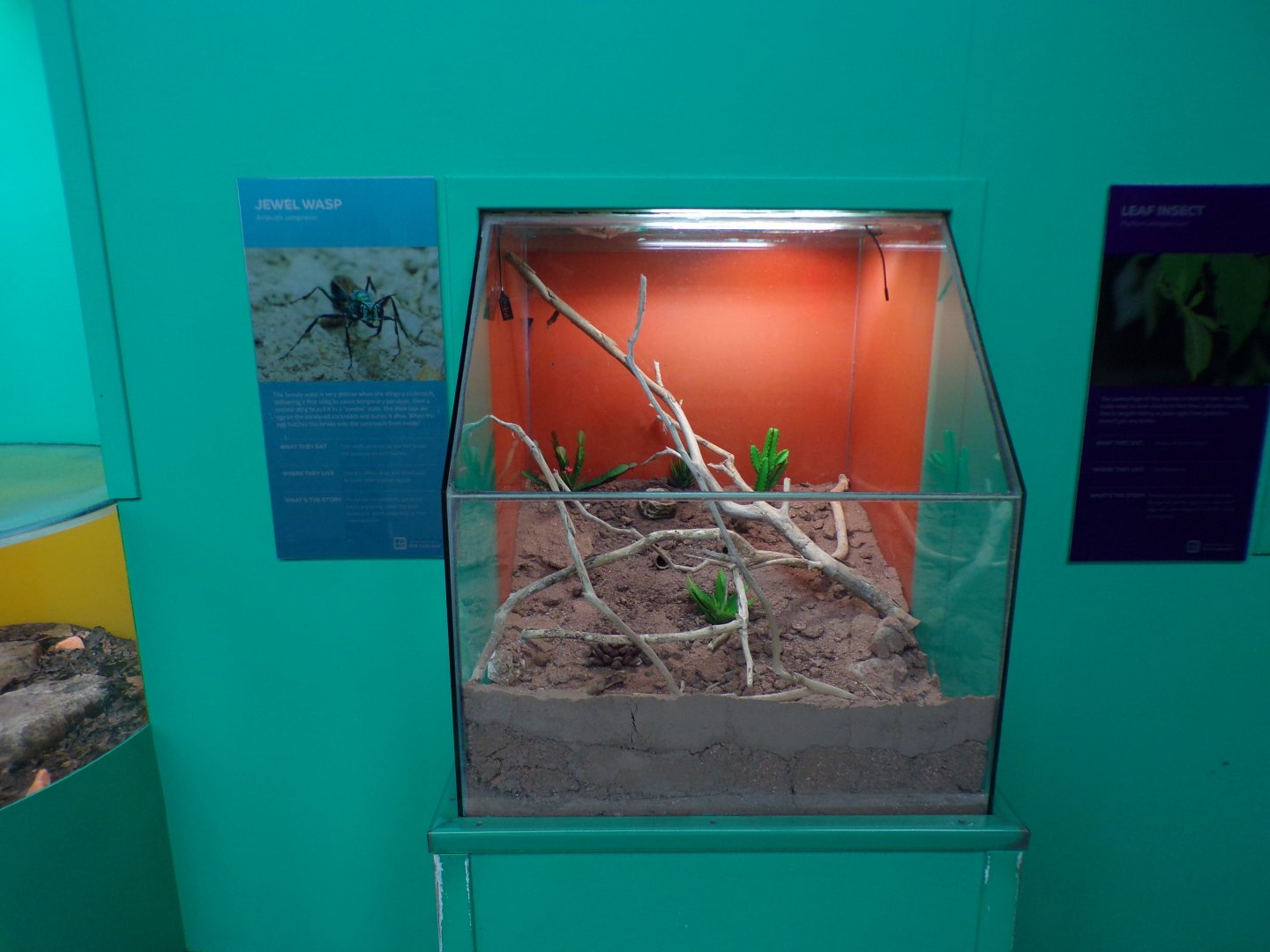 Jewel wasp exhibit 11.2.25