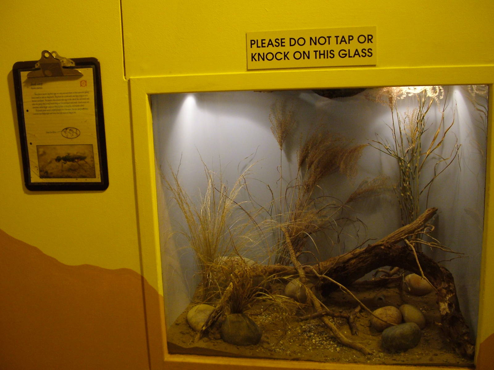 Jewel Wasp exhibit at Bristol 19/12/09